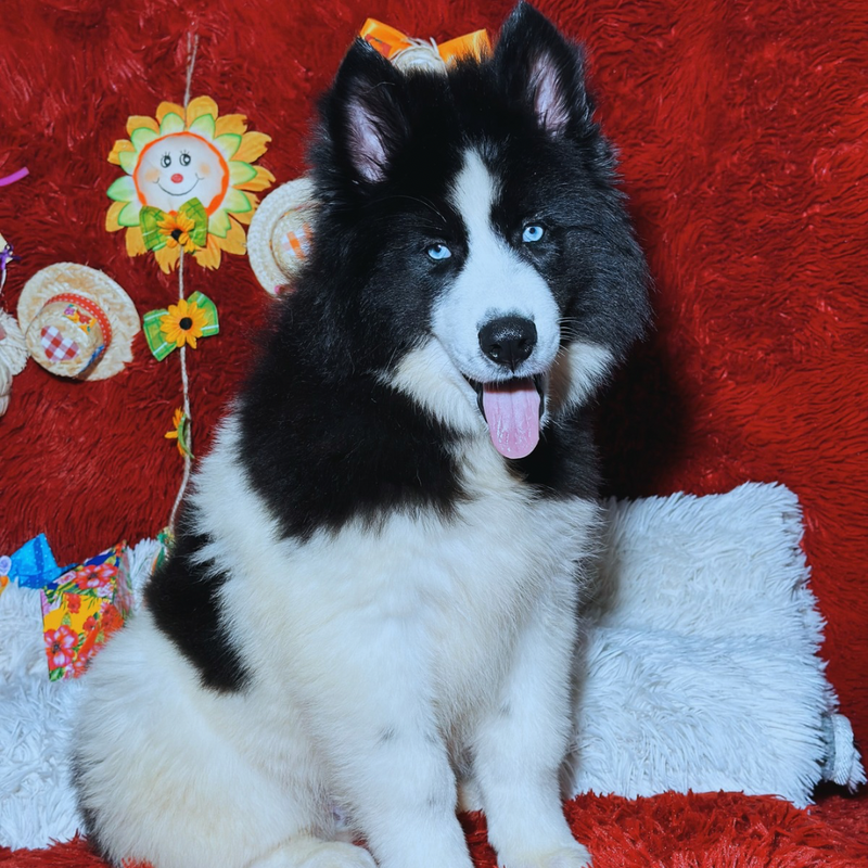 HUSKY SIBERIANO🚹 PIEBALD🇺🇲🇧🇷