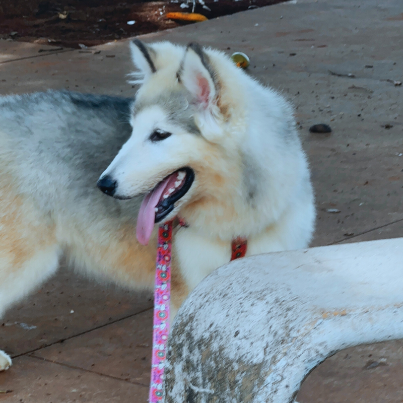 Malamute do Alaska🚺 linhagem gigante 🇵🇭🇺🇲🇧🇷