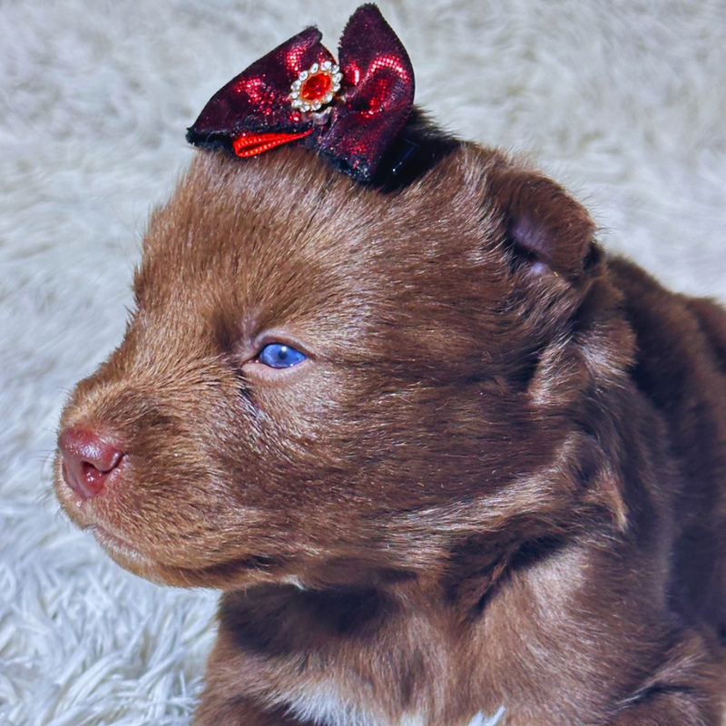 Husky Siberiano 🚺 MOSTLY RED🇺🇲🇧🇷