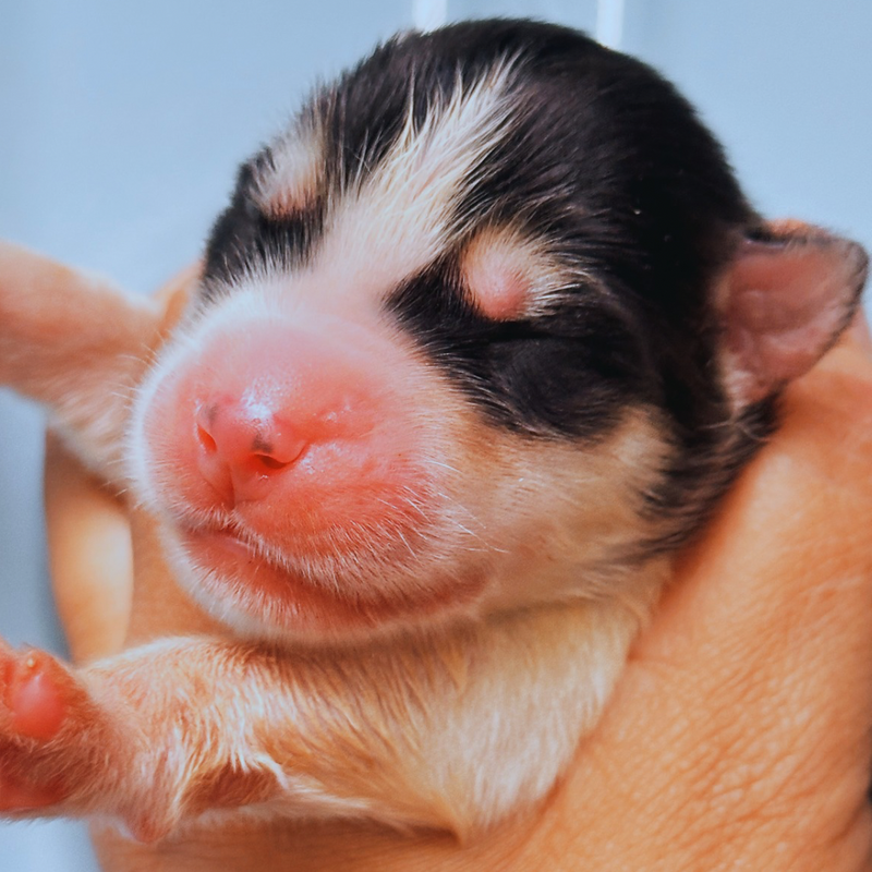 HUSKY SIBERIANO🚹 🇺🇲🇧🇷