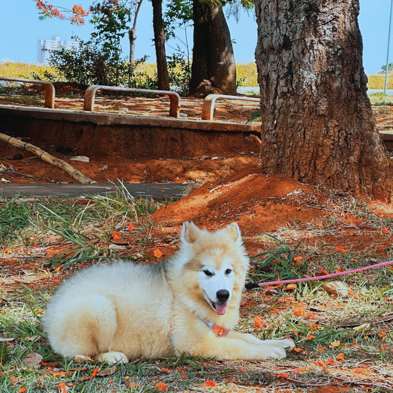 Malamute do Alaska♀️ Linhagem Gigante🇵🇭🇺🇲🇧🇷