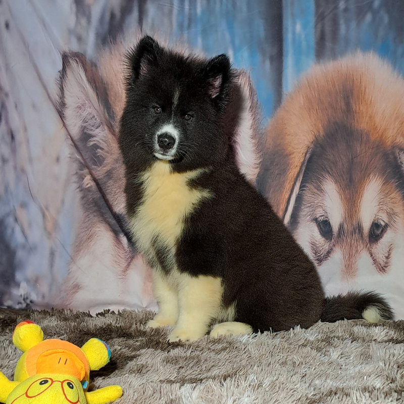 Husky Siberiano♂️ Mostly Black🇺🇲🇧🇷