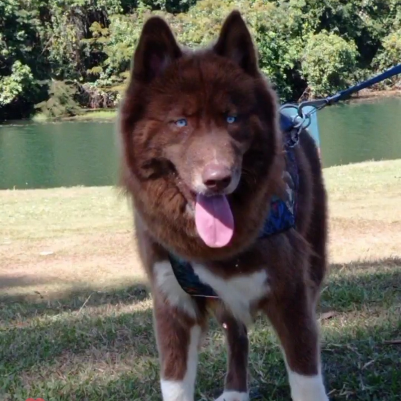 Husky Siberiano🚹 Mostly red