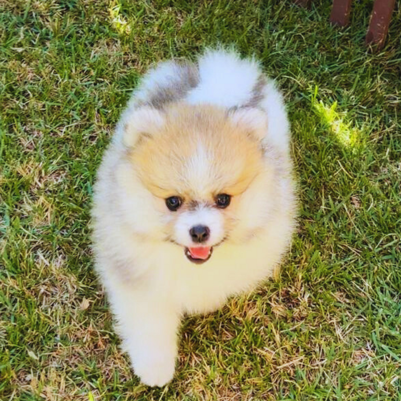 Spitz Alemão♂️ Lulu da Pomerânea