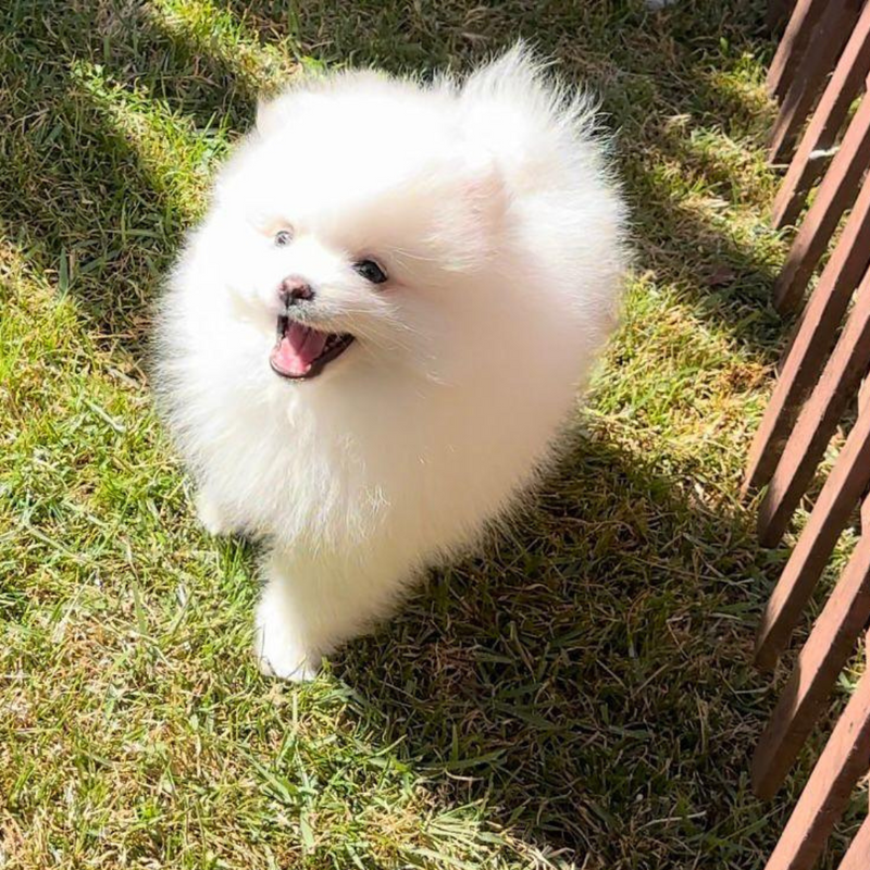 Spitz Alemão♂️ Lulu da Pomerania