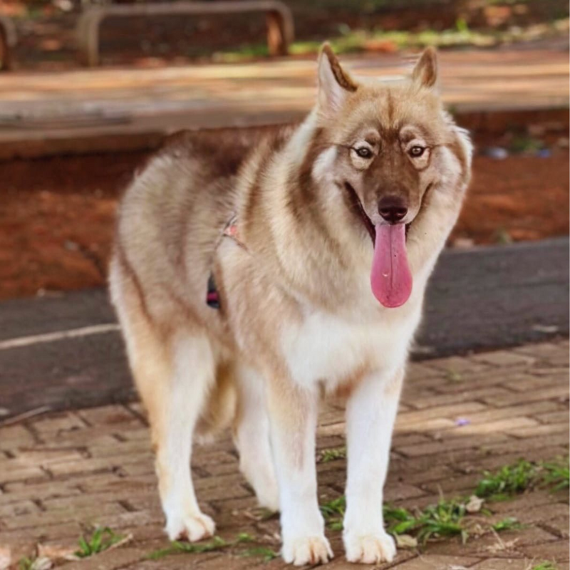 HUSKY SIBERIANO🚹 MOSTLY RED🇺🇲🇧🇷