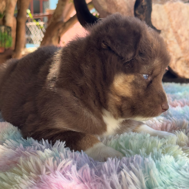 HUSKY SIBERIANO🚹 MOSTLY RED🇺🇲🇧🇷