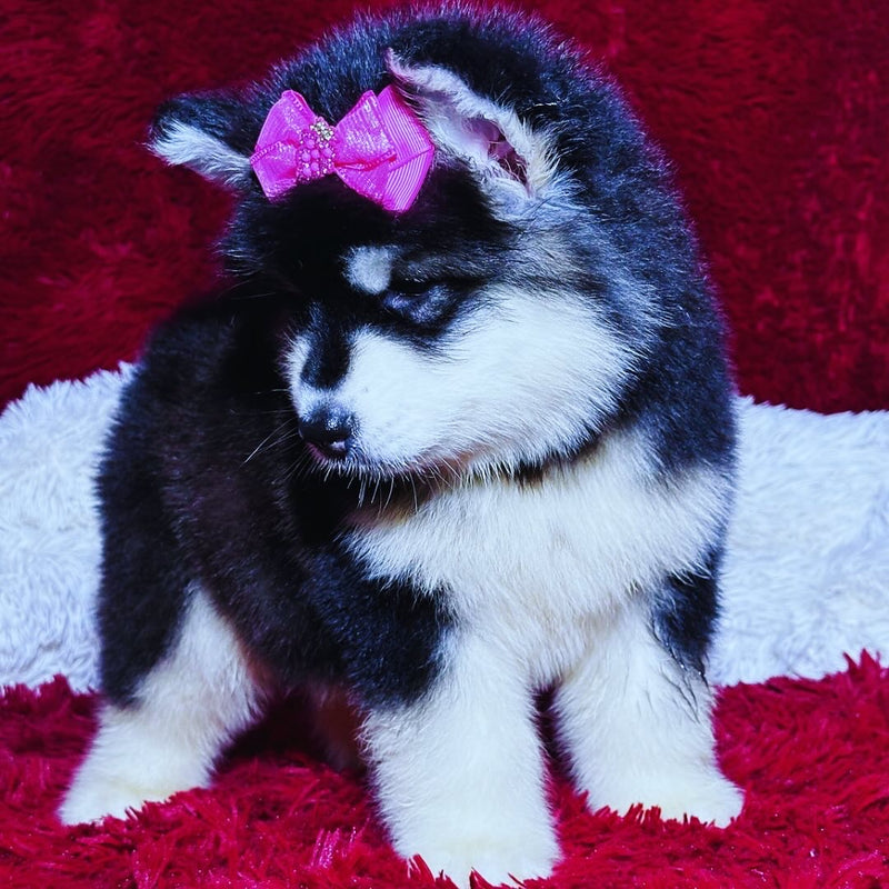 Malamute do Alaska♀️ Porte Grande🇧🇾🇷🇺🇧🇷