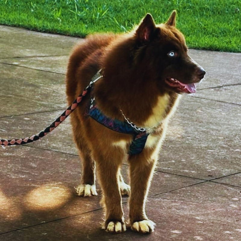 Husky Siberiano🚺 Mostly Red🇺🇲🇧🇷