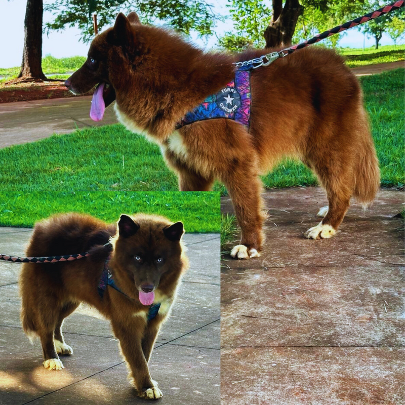 HUSKY SIBERIANO🚹 MOSTLY BLACK🇺🇲🇧🇷