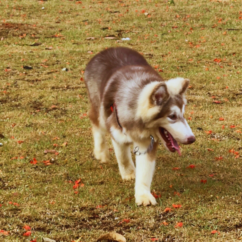 MALAMUTE DO ALASKA🚹LINHAGEM GIGANTE 🇵🇭🇺🇲🇧🇷