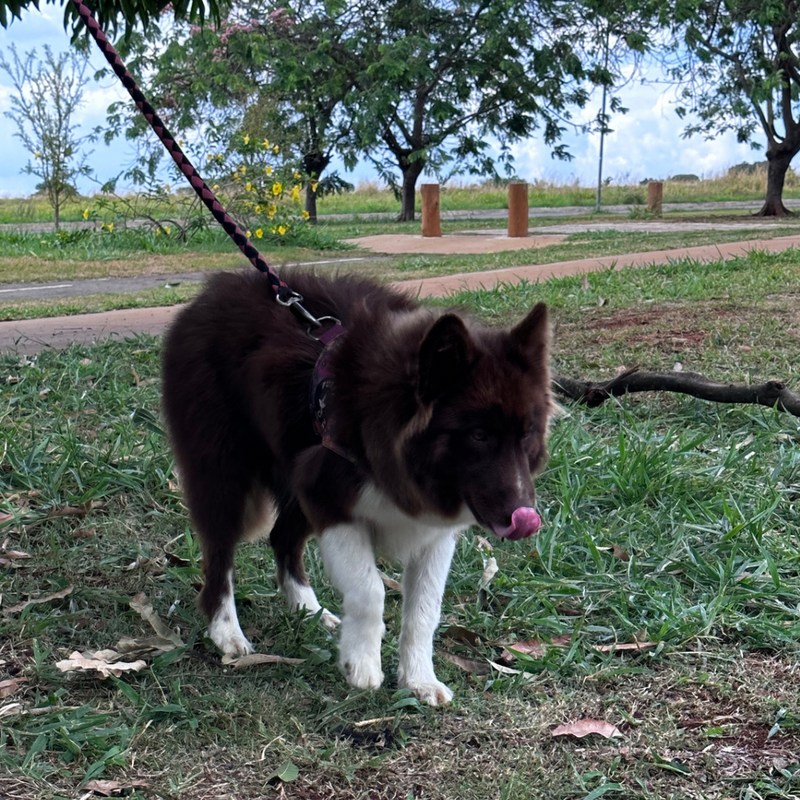 Husky Siberiano 🚺 Mostly Red🇺🇲🇧🇷