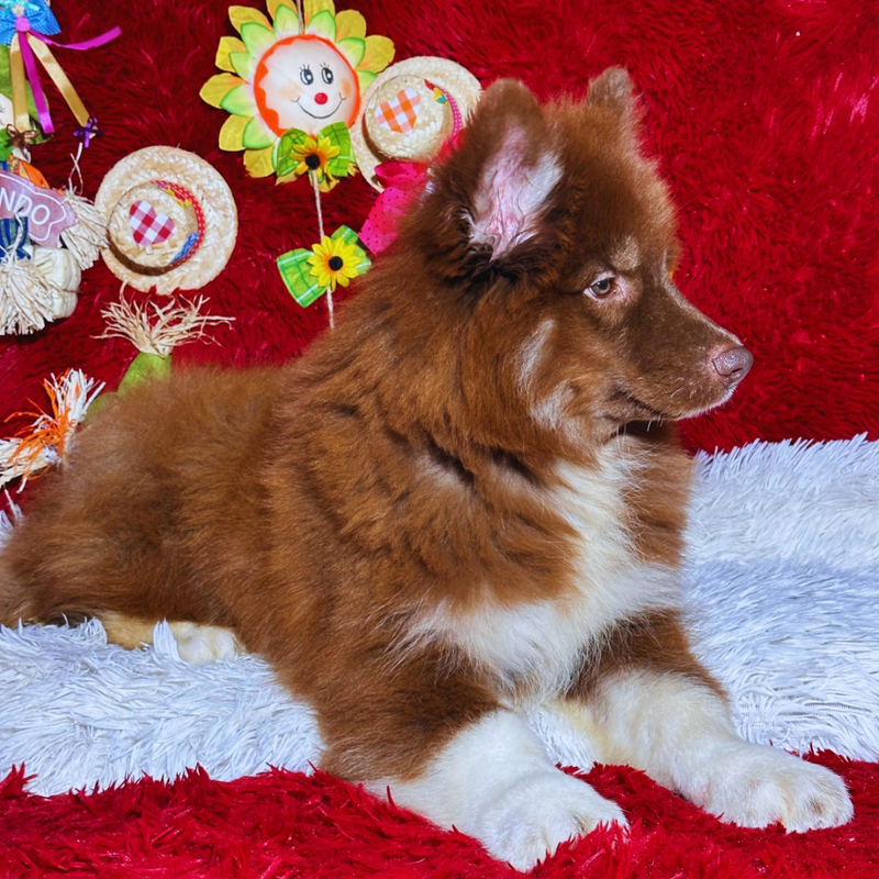 HUSKY SIBERIANO 🚹 MOSTLY RED