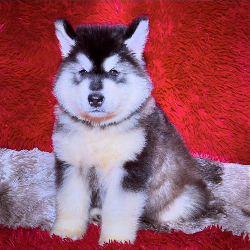 MALAMUTE DO ALASKA🚹 Porte grande🇧🇷🇵🇭