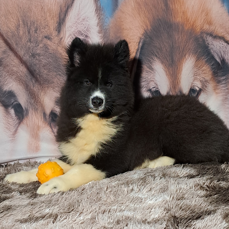 Husky Siberiano♂️ Mostly Black🇺🇲🇧🇷