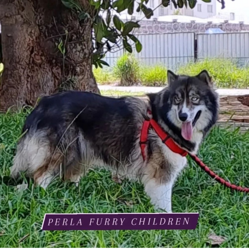 HUSKY SIBERIANO🚹 MOSTLY BLACK 🇧🇷🇺🇲