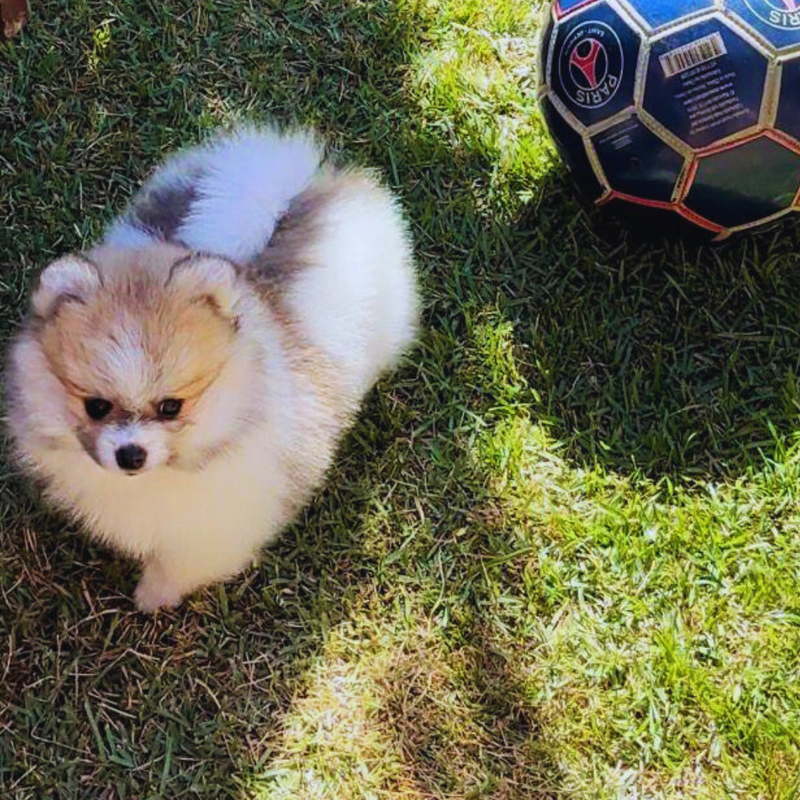 Spitz Alemão♂️ Lulu da Pomerânea