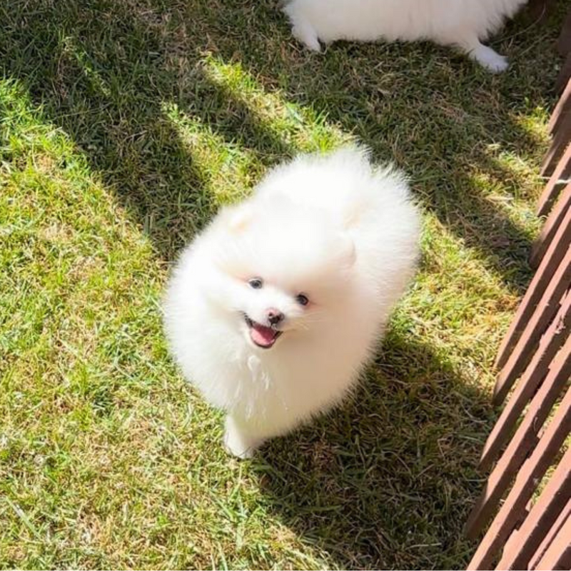 Spitz Alemão♂️ Lulu da Pomerania