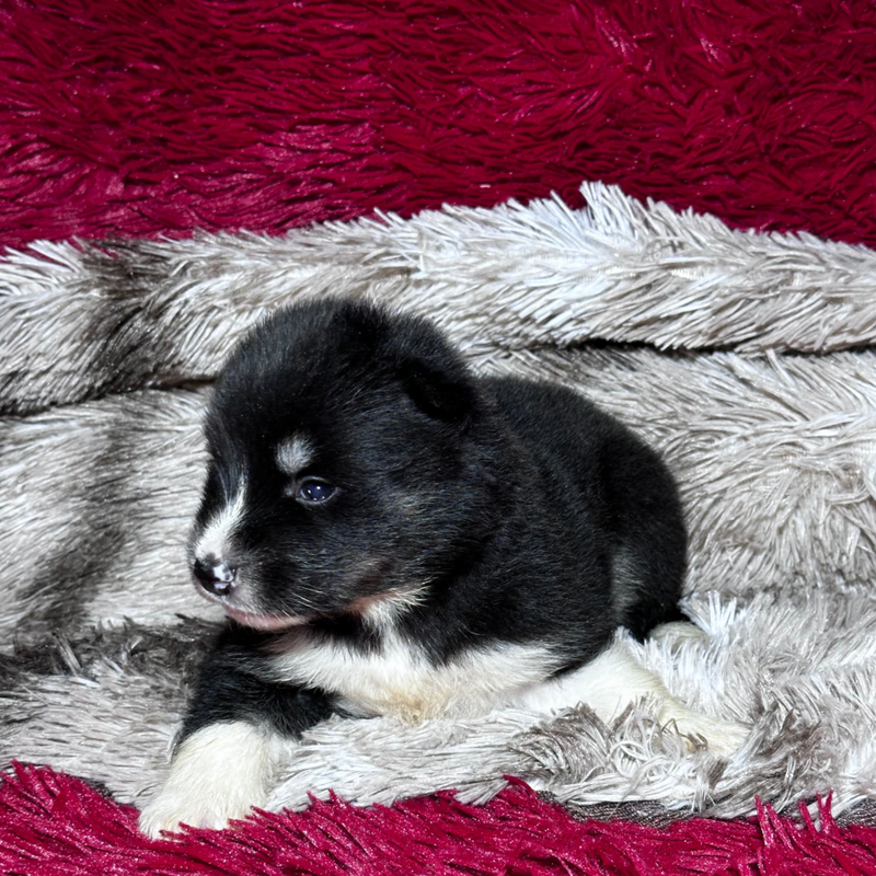 HUSKY SIBERIANO🚺 MOSTLY BLACK🇺🇲🇧🇷