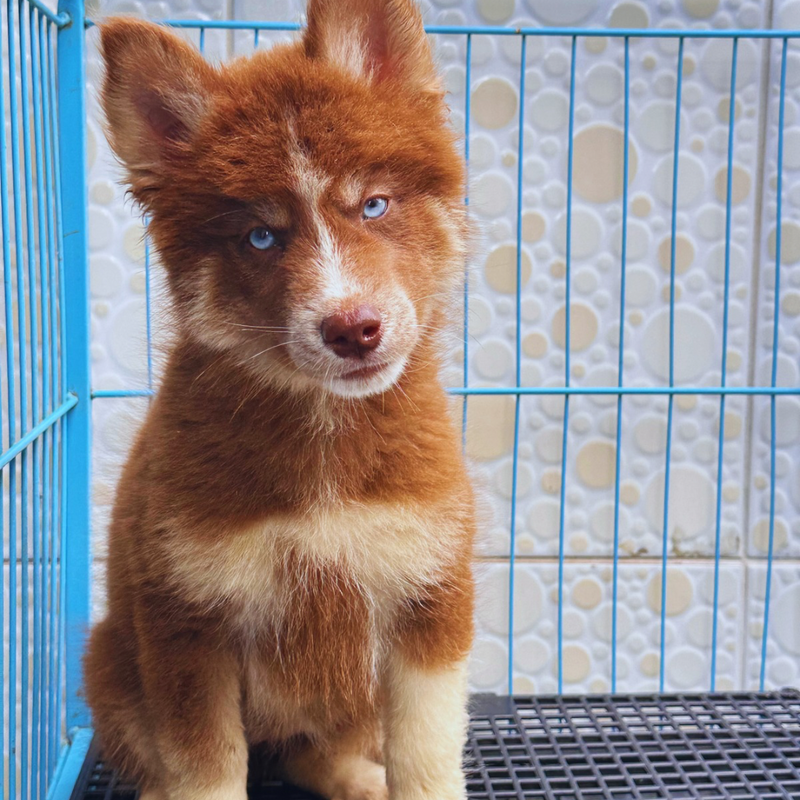 HUSKY SIBERIANO🚺 🇺🇲🇧🇷