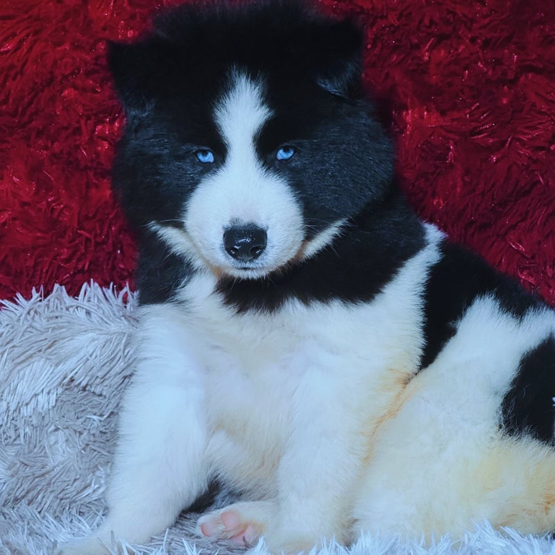 HUSKY SIBERIANO🚹 PIEBALD🇺🇲🇧🇷