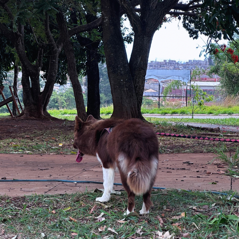 Husky Siberiano 🚺 Mostly Red🇺🇲🇧🇷