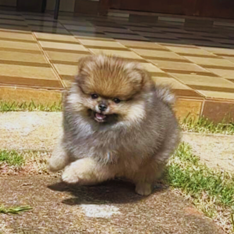 Spitz Alemão 🚺Lulu da Pomerania