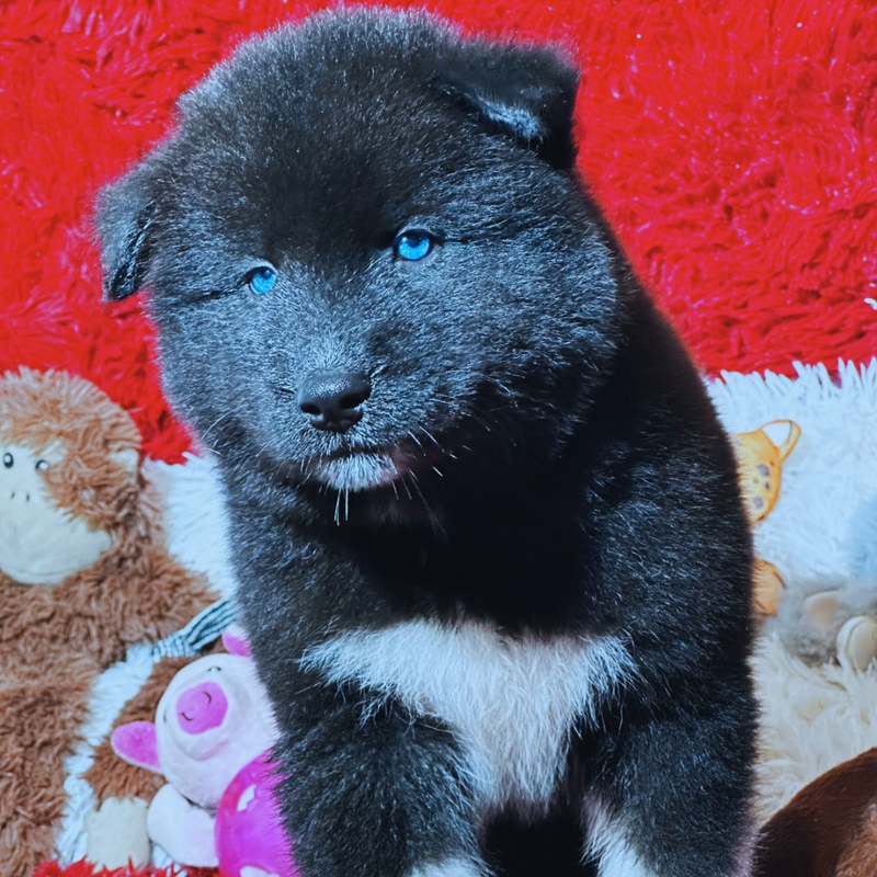 HUSKY SIBERIANO🚹 MOSTLY BLACK🇺🇲🇧🇷