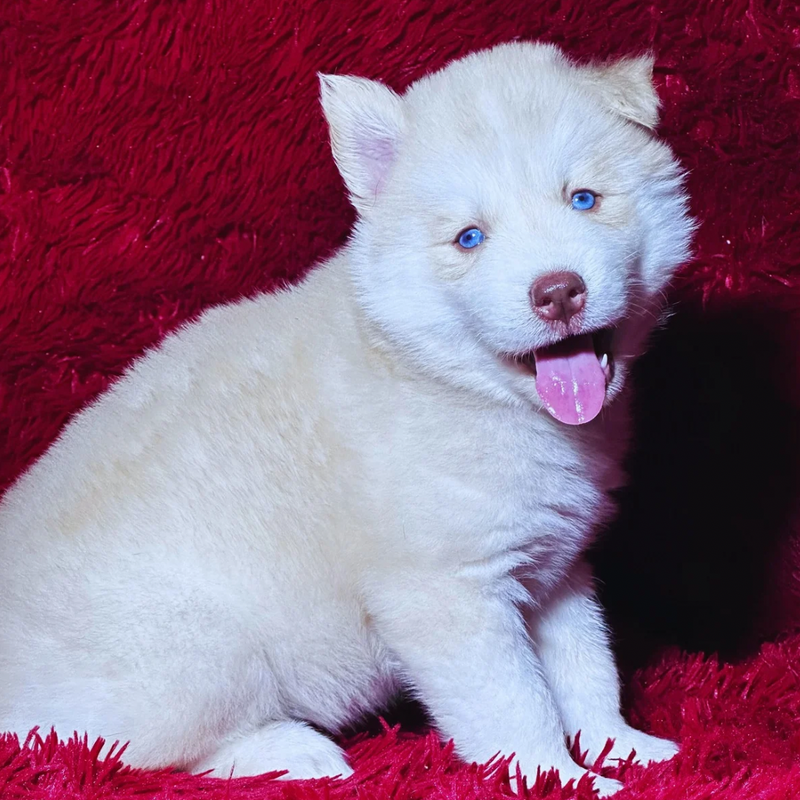 HUSKY SIBERIANO🚺  🇺🇲🇧🇷