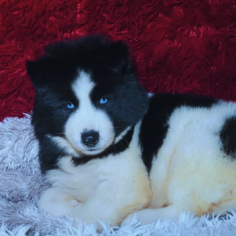 HUSKY SIBERIANO🚹 PIEBALD🇺🇲🇧🇷