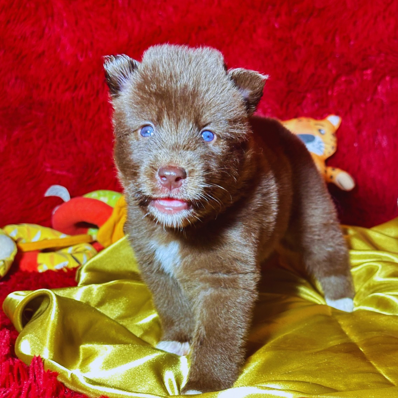 Husky Siberiano 🚺 MOSTLY RED🇺🇲🇧🇷