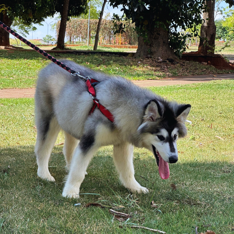 MALAMUTE DO ALASKA♀️ LINHAGEM GIGANTE🇵🇭🇺🇲🇧🇷 loop