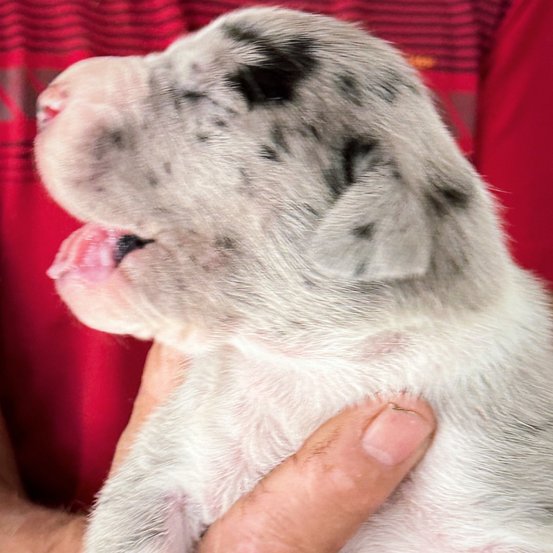 DOGUE ALEMÃO GIGANTE 🚺