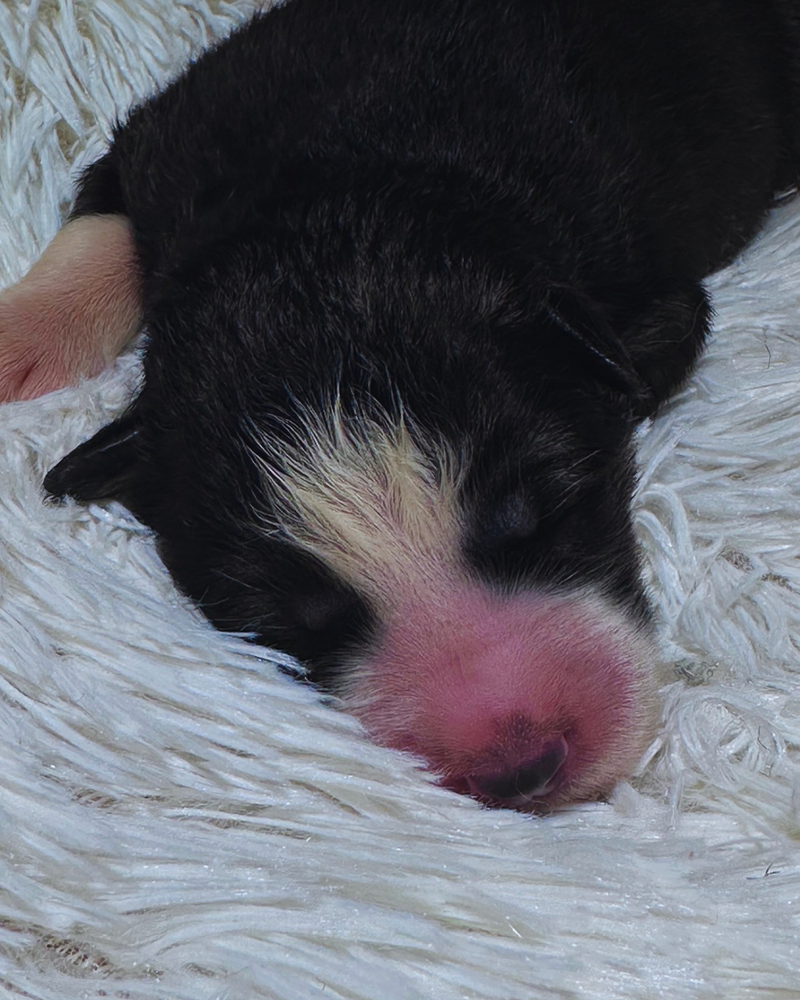 Husky Siberino🚹 🇺🇲🇧🇷