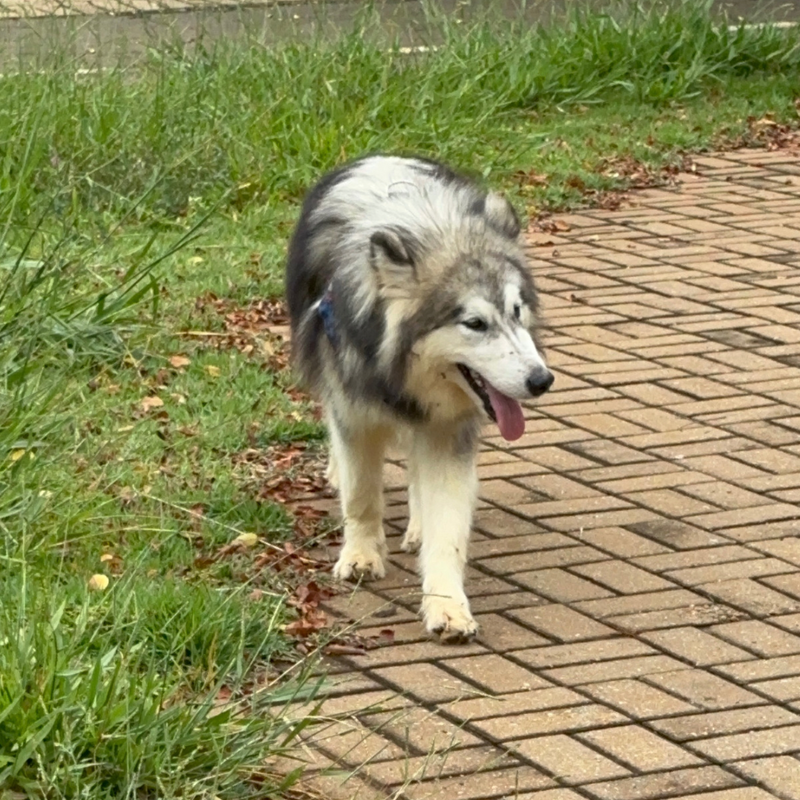 Malamute do Alaska🚺 linhagem gigante 🇵🇭🇺🇲🇧🇷o