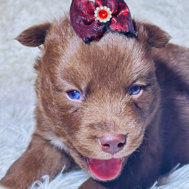 Husky Siberiano 🚺 MOSTLY RED🇺🇲🇧🇷