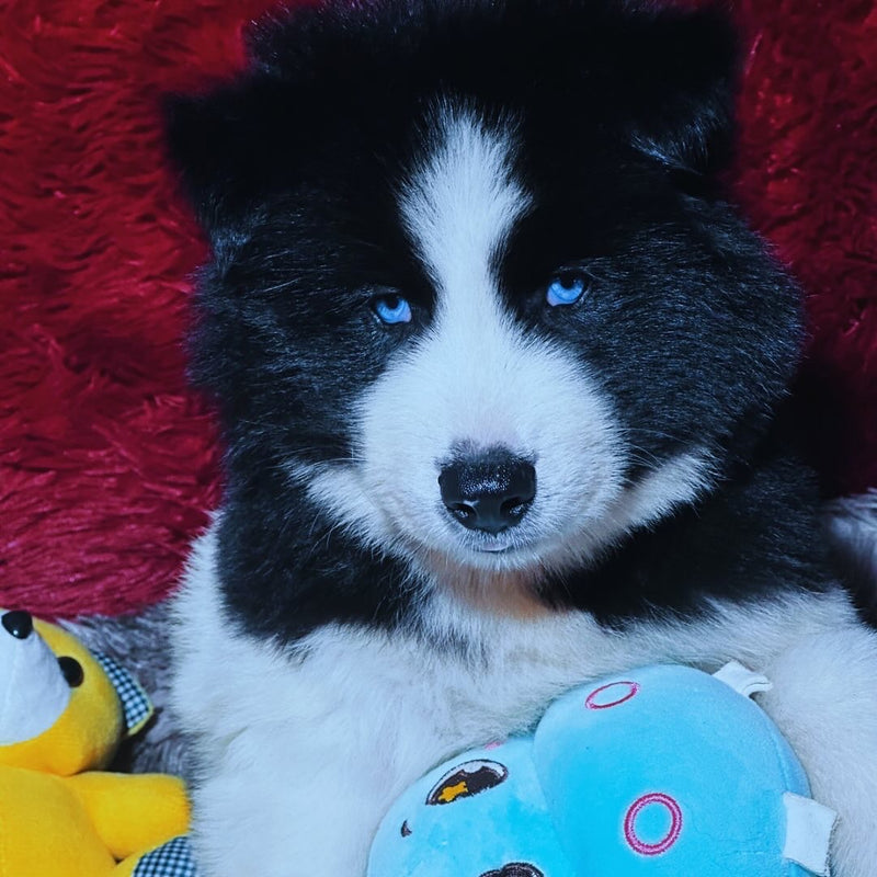 HUSKY SIBERIANO🚹 PIEBALD🇺🇲🇧🇷