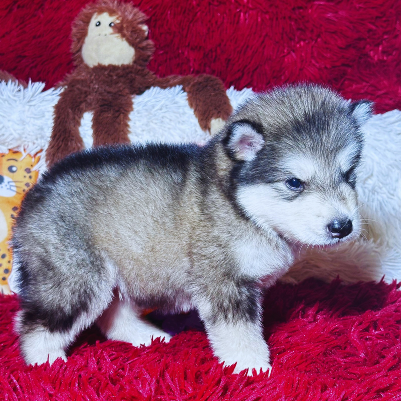 Malamute do Alaska🚹 linhagem gigante 🇵🇭🇺🇲🇧🇷