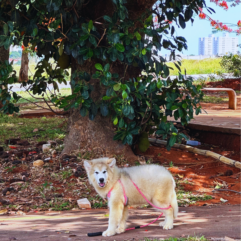 Malamute do Alaska♀️ Linhagem Gigante🇵🇭🇺🇲🇧🇷