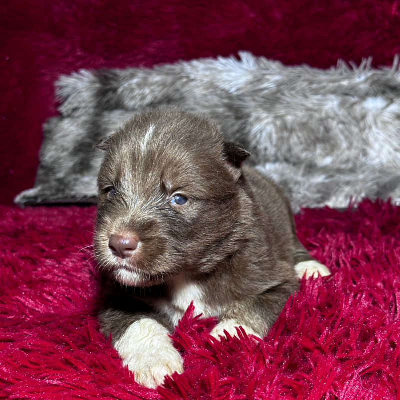 HUSKY SIBERIANO 🚹 MOSTLY RED