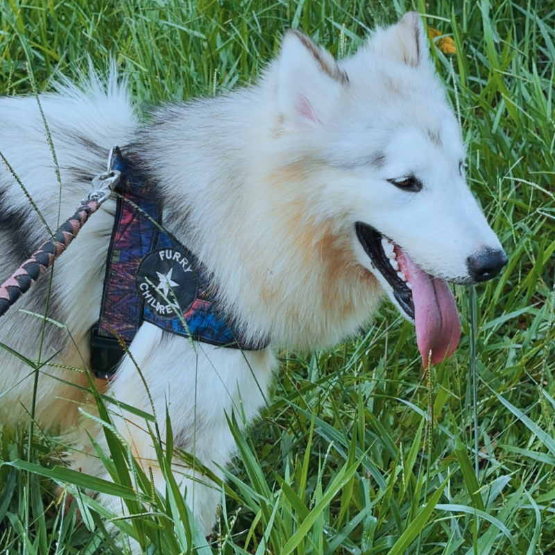 Malamute do Alaska🚺 linhagem gigante 🇵🇭🇺🇲🇧🇷