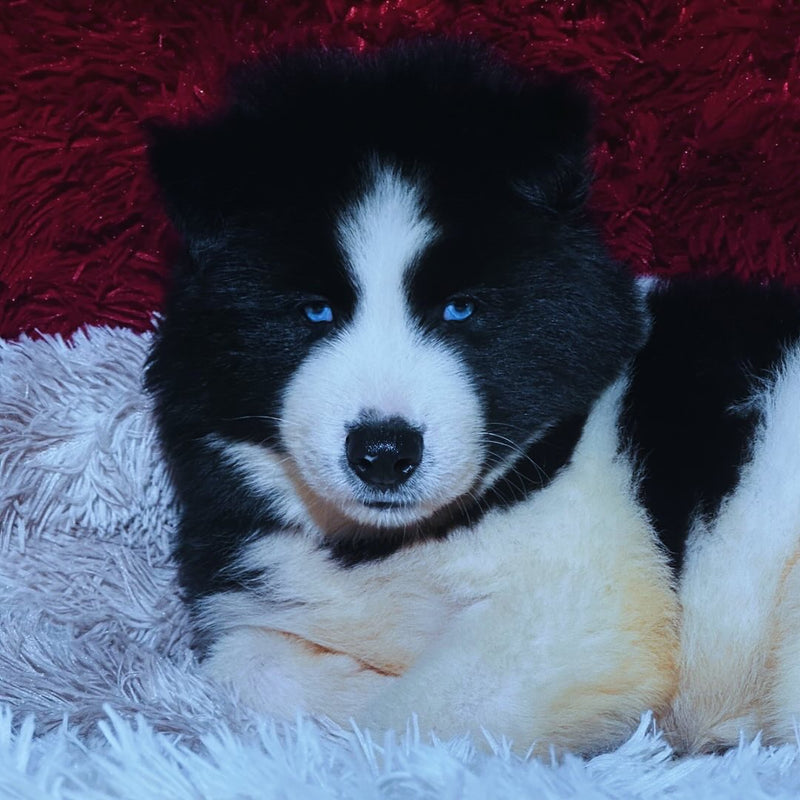 HUSKY SIBERIANO🚹 PIEBALD🇺🇲🇧🇷