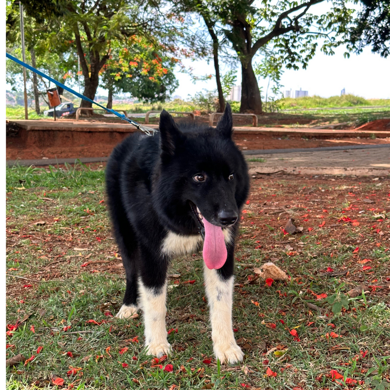 HUSKY SIBERIANO🚹 mostly black 🇧🇷🇺🇲