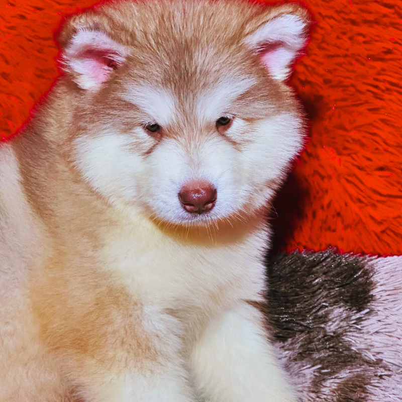 Malamute do Alaska♀️ Porte Grande🇧🇾🇷🇺🇧🇷