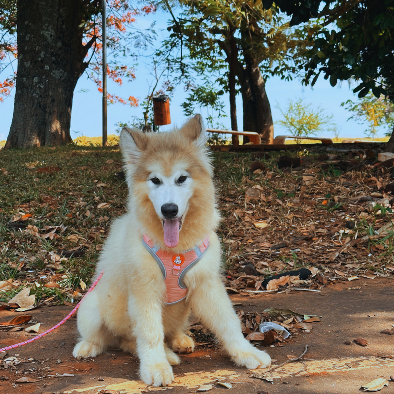 Malamute do Alaska♀️ Linhagem Gigante🇵🇭🇺🇲🇧🇷