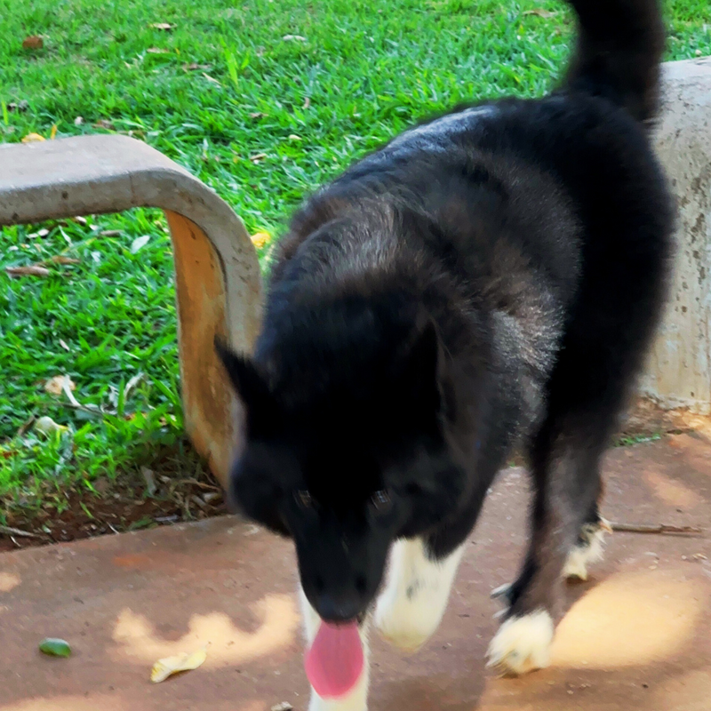 HUSKY SIBERIANO🚹 mostly black 🇧🇷🇺🇲