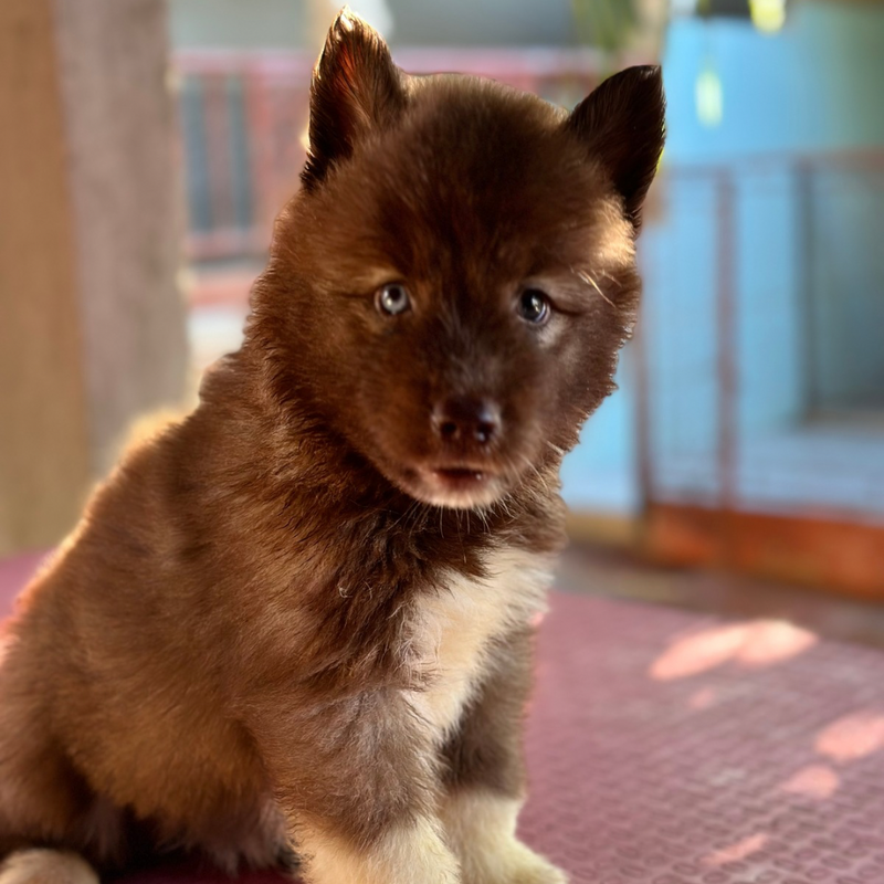 Husky Siberiano🚹 Agout Red🇺🇲🇧🇷