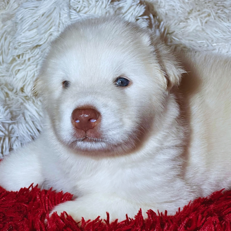 Malamute do Alaska♂️Gigante🇵🇭🇺🇲🇧🇷