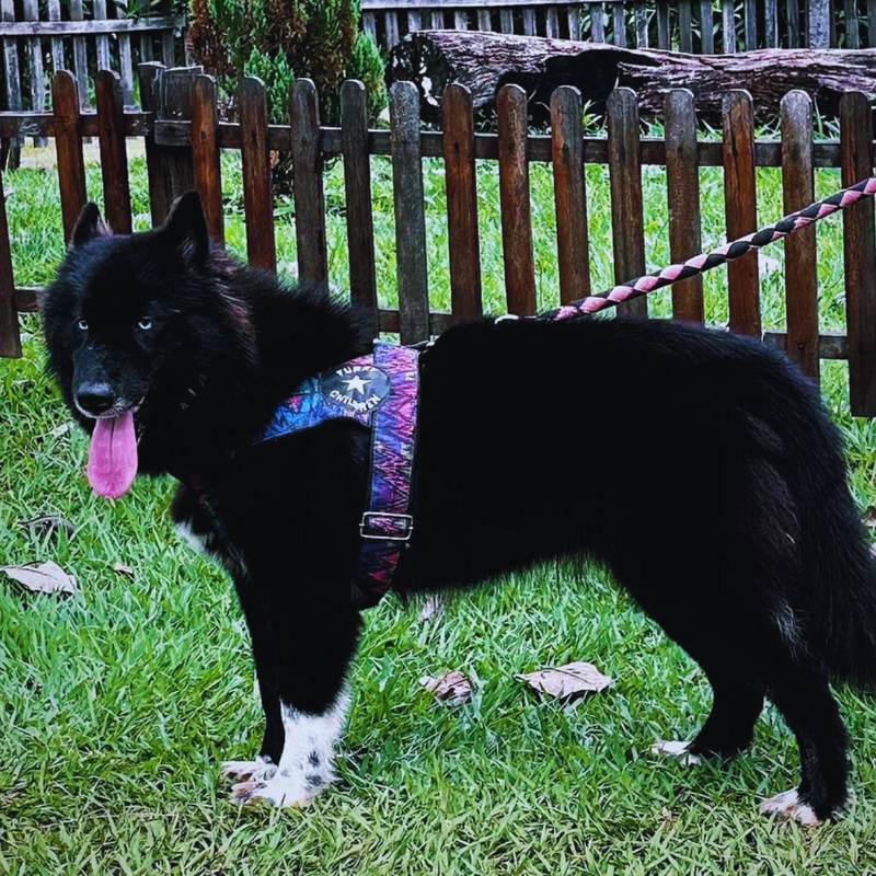 HUSKY SIBERIANO🚹 MOSTLY BLACK🇺🇲🇧🇷