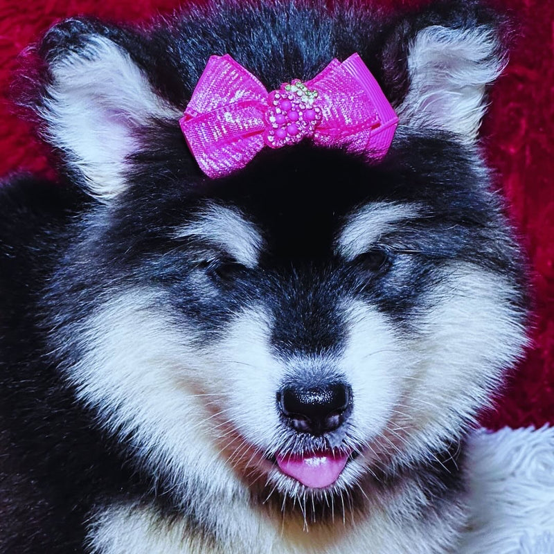 Malamute do Alaska♀️ Porte Grande🇧🇾🇷🇺🇧🇷